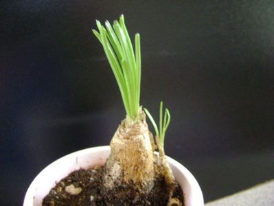 Albuca Augrabies Hills (Polyphylla)