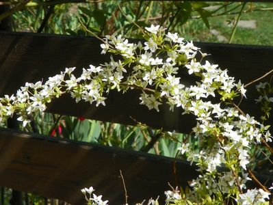 spiraea thunbergii Ogon