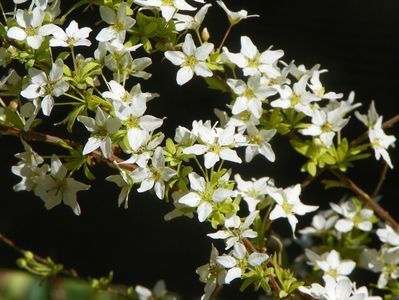 spiraea thunbergii Ogon