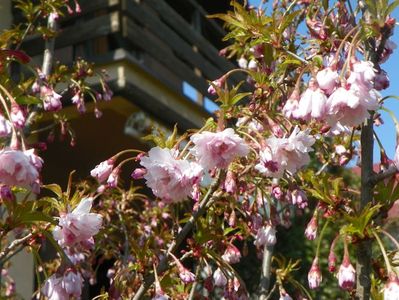 prunus incisa Oshidori