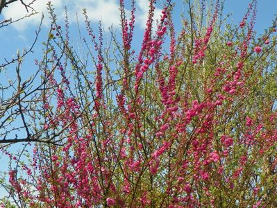 prunus triloba