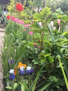 Muscari, Dicentra , primula