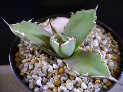 Agave titanota; replantata in 15 apr. 2019
