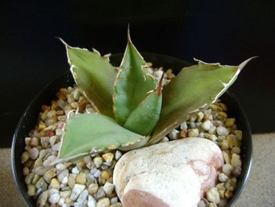 Agave titanota; replantata in 15 apr. 2019
