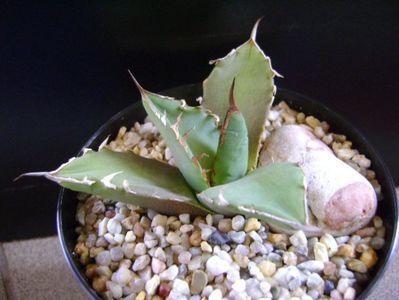 Agave titanota; replantata in 15 apr. 2019
