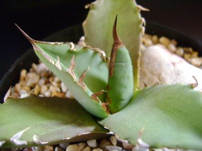 Agave titanota; replantata in 15 apr. 2019
