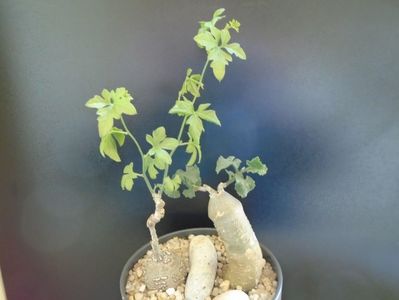 Kedrostis foetidissima & Ibervillea lindheimeri