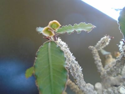 Euphorbia suzannae-marnierae