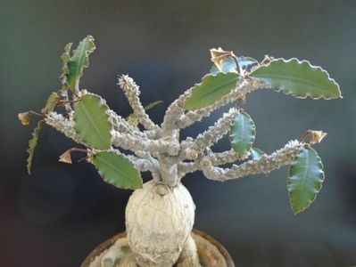 Euphorbia suzannae-marnierae