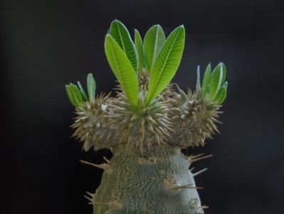 Pachyipodium brevicaule (altoit pe Pachypodium lamerei)