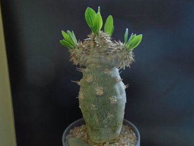 Pachyipodium brevicaule (altoit pe Pachypodium lamerei)