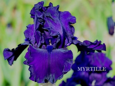 Myrtille