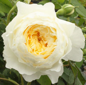 Claire Austin; Average rating: EXCELLENT-.  
 Claire Austin
Bred by David C. H. Austin (United Kingdom, before 2007).
Introduced in United Kingdom by David Austin Roses Limited (UK) in 2007.
Shrub.  English Rose Col
