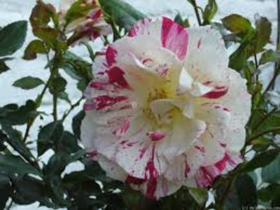 Philippe Candeloro.; Bred by Jean-Pierre Guillot (France, before 2008).
Shrub.  
Red, white streaks, stripes, flecks.Blooms in flushes throughout the season. 
Height (up to 80 cm).  Width (up to 50 cm).
