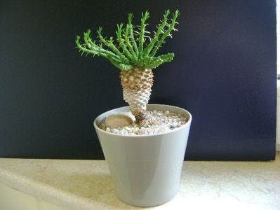 Euphorbia flanaganii