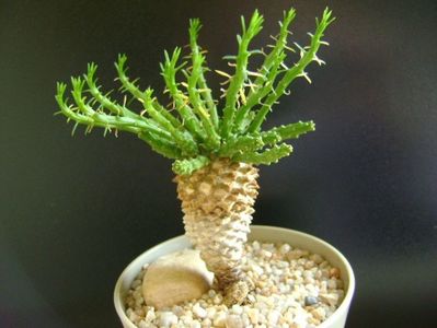 Euphorbia flanaganii