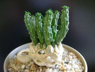 Euphorbia inermis