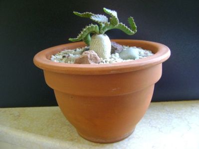 Euphorbia stellata