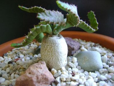 Euphorbia stellata