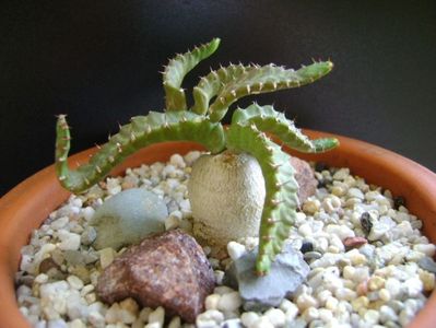 Euphorbia stellata