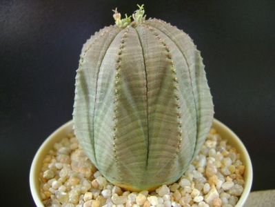 Euphorbia obesa