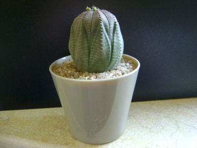 Euphorbia obesa