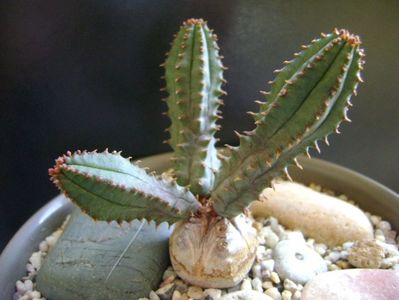 Euphorbia tubiglans