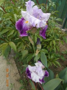 iris Arabela