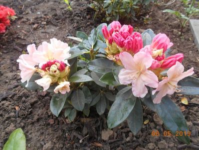 rhododendron Percy Wiseman