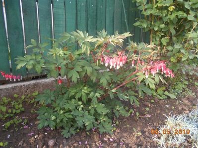 dicentra Valentine