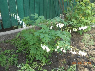 dicentra Alba