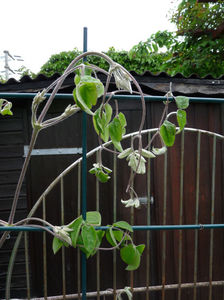 clematitele trebuie tunse; P2540019
