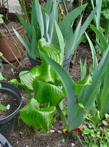 Hosta  degerat; P2540096
