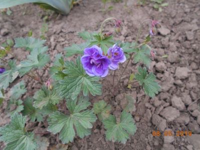 geranium Himalayense Plenum