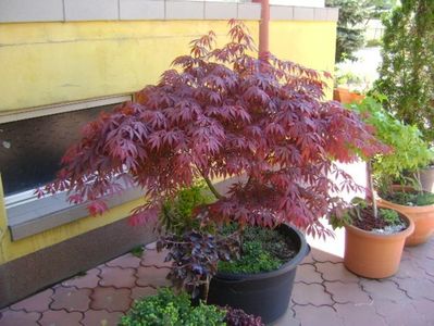 Acer palmatum atropurpureum