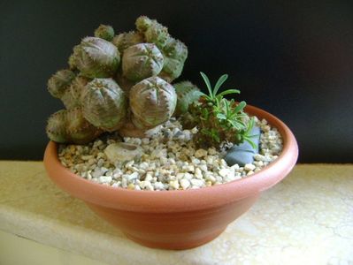 Grup de 2 Euphorbia; Euphorbia pseudoglobosa (obesa x tubiglans)
Euphorbia x japonica
