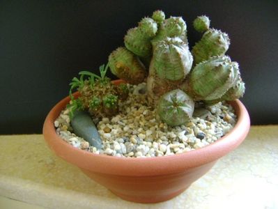 Grup de 2 Euphorbia; Euphorbia pseudoglobosa (obesa x tubiglans)
Euphorbia x japonica
