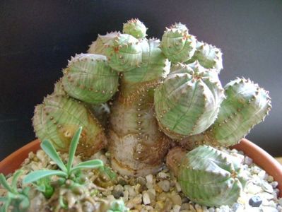 Euphorbia pseudoglobosa (obesa x tubiglans)