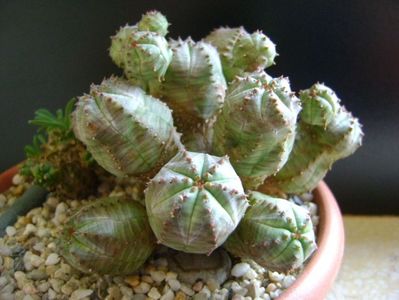 Euphorbia pseudoglobosa (obesa x tubiglans)