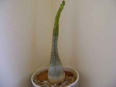 Pachypodium decaryi