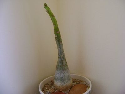 Pachypodium decaryi