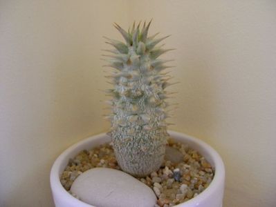 Pachypodium horombense