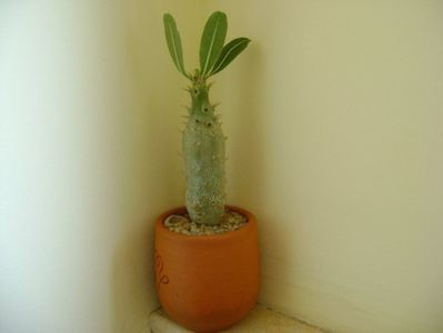 Pachypodium rosulatum