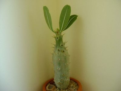 Pachypodium rosulatum