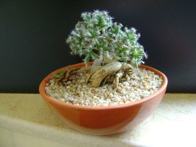 Trichodiadema densum