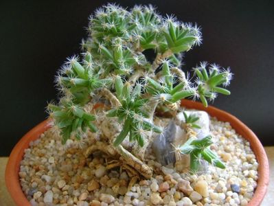 Trichodiadema densum