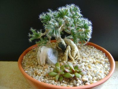 Trichodiadema densum