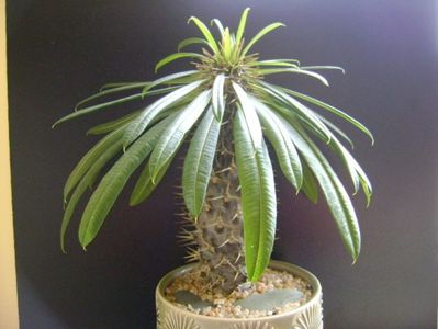 Pachypodium lamerei