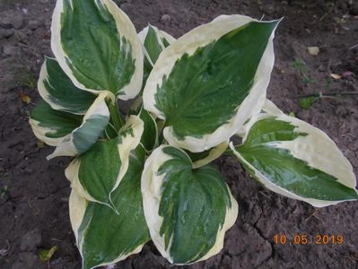 hosta Patriot