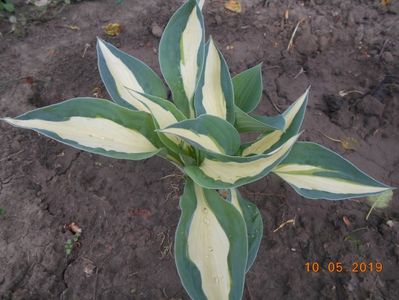 hosta Sting